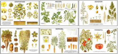 Плакаты "Классификация растений" - 10 шт. - фото 7434