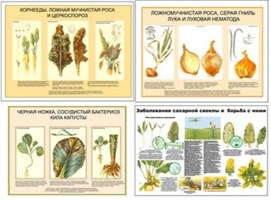 Плакаты "Вредители, болезни овощей и бахчевых культур, меры борьбы с ними" - 6 шт.