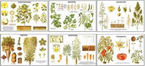 Плакаты "Классификация растений" - 10 шт.